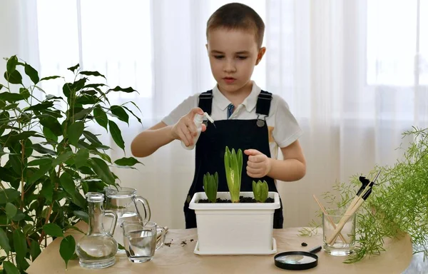 Boy Sprays Dissolving Hyacinth Flower Pot Sprayer Takes Care Houseplants — Stock Photo, Image