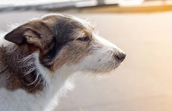 Profil Psa Slunce Při Pohledu Zblízka — Stock fotografie
