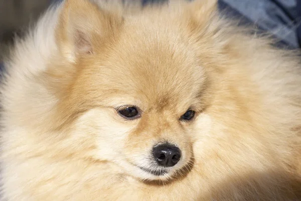 Närbild Porträtt Valp Pomeranian Spitz Hund — Stockfoto