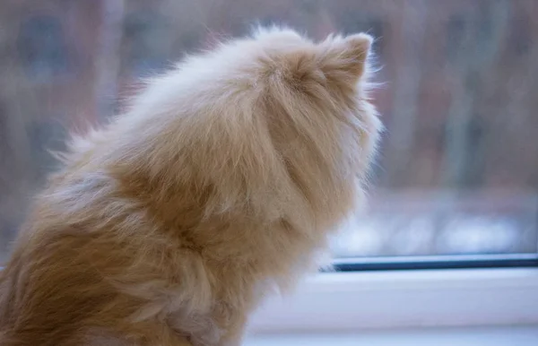 dog looks out the window, pomeranian spitz