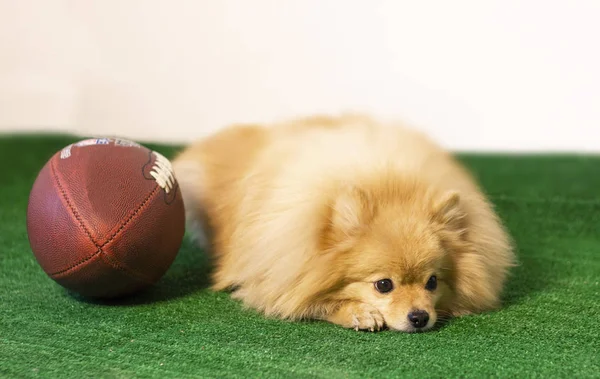 pomeranian spitz dog and a ball for american football, puppy is lying on the grass