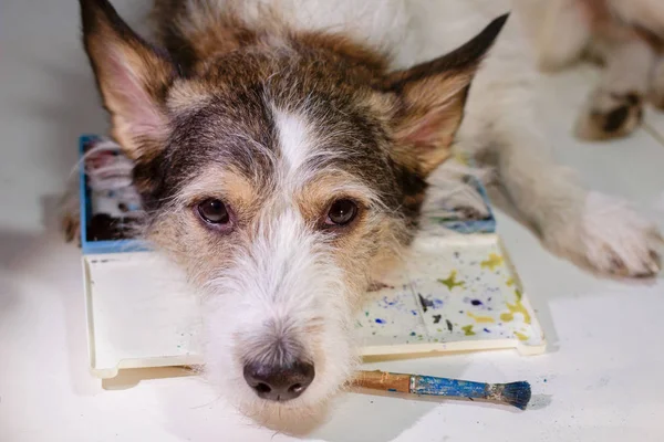 sad dog artist with paints and a brush, dog is drawing