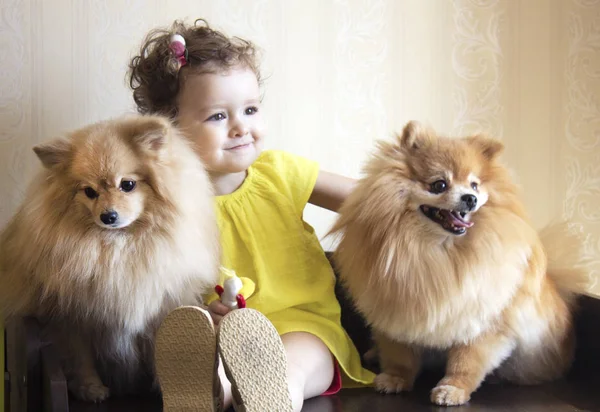 Niña Con Dos Cachorros Spitz Pomeranianos — Foto de Stock