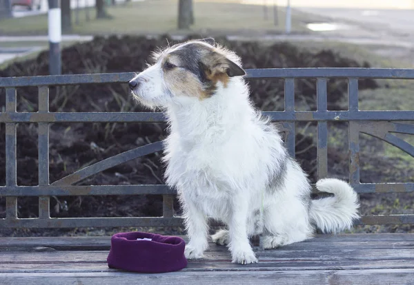 sad homeless dog is waiting for his master, owner, puppy is begging