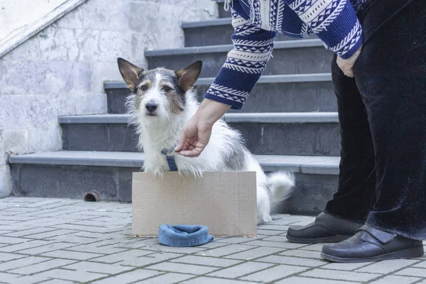 person gives money to a stray dog, a lonely homeless dog is begging, charity, mock up