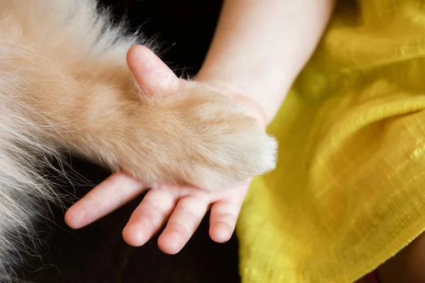 Dog paw and a human hand, friendship of a kid and a puppy