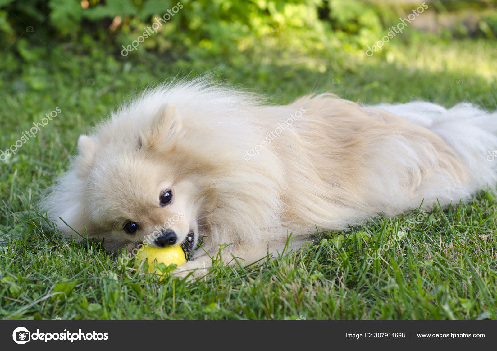 Healthy Vegetarian Puppy Vegetarian Vegan Pomeranian Spitz Dog