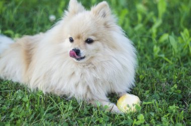 Vejetaryen veya vegan aç köpek. Pomeranian spitz küçük sevimli köpek yavrusu meyve, elma veya armut yeme, yeşil bir çim üzerinde yatan, bir dil ile kendini yalamak. Sağlıklı iyi köpek maması kavramı. 