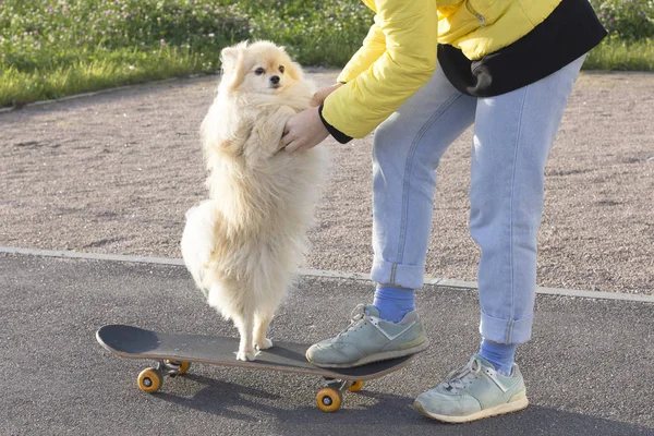 Pessoa Irreconhecível Está Andando Aprendendo Montar Skate Seu Engraçado Cachorro — Fotografia de Stock