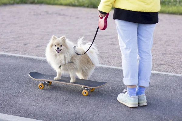 Unrecognizable Person Walking Pet Pomeranian Spitz Dog Cute Funny Happy — Stock Photo, Image