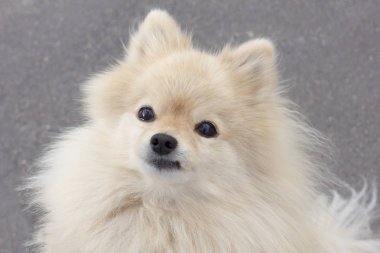 Sevimli kabarık Pomeranian spitz köpek yakın portresi. Güzel köpek kameraya bakarak.