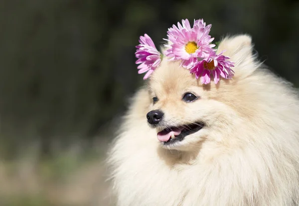 尼斯可爱的蓬松波美兰斯吐口水狗与花 快乐的小狗户外 戴雏菊的花圈在头上 复制空间 文本的位置 夏季晴天 — 图库照片