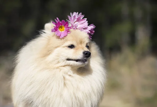 頭にヒナギクの花輪を持つ晴れた夏の日に屋外でポメラニアンスピッツ犬の肖像画 公園の散歩で花を持つペンシブかわいい子犬 愛の動物 ペットケアの概念 — ストック写真