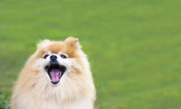 Pomeranian spitz dog with tongue out outdoor on green grass. Happy smiling fluffy little orange puppy is barking. Funny cute animal walking, playing. Natural background. Copy space, place for text.