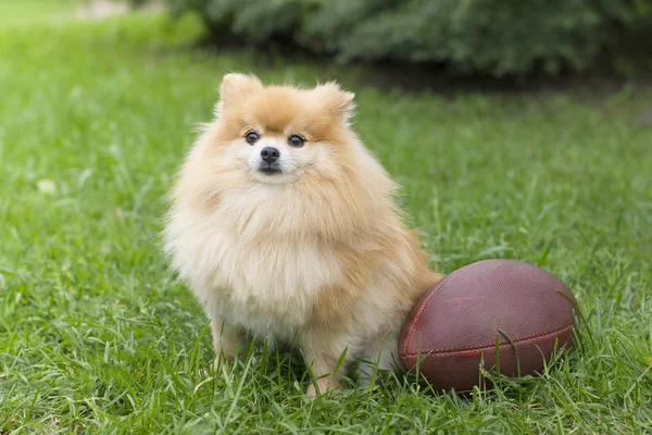 Divertido Lindo Perro Esponjoso Jugando Con Rugby Pelota Fútbol Americano — Foto de Stock