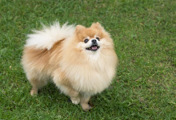 在户外绿草上 一只快乐蓬松的波美拉尼亚斯皮茨狗的肖像 小可爱俏皮的小狗是走和微笑 迷你美丽的红狗 — 图库照片