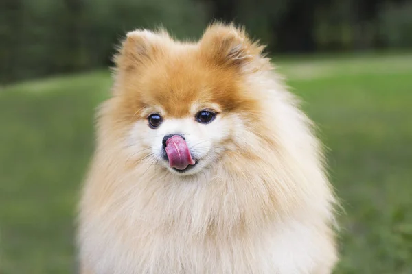 Sevimli Kabarık Pomeranian Spitz Köpek Bekliyor Nefis Gıda Için Yalvarıyor — Stok fotoğraf