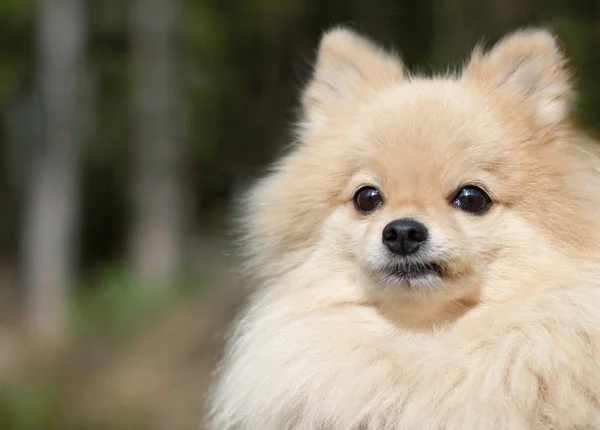 Sevimli Kabarık Minyatür Pomeranian Spitz Köpek Yakın Portre Parkta Üzgün — Stok fotoğraf