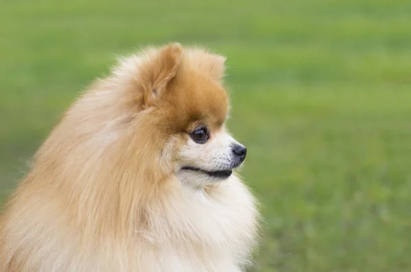 Close Portret Van Oranje Pluizig Miniatuur Pommeren Spitz Hond Wandelen — Stockfoto