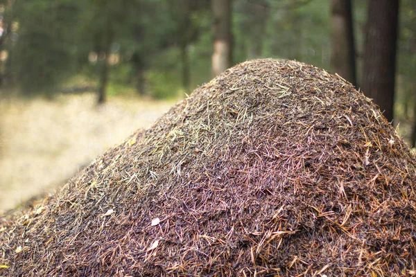 Big anthill made from pine needles and leaves in the autumn forest near trees. Insect community colony ant farm construction.