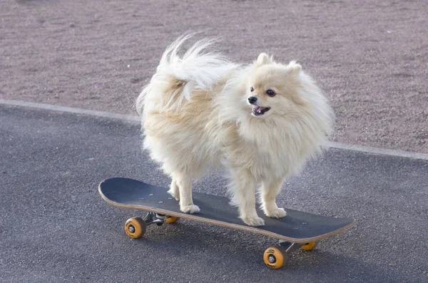Grappige Speelse Hond Een Skateboard Straat Coole Puppy Staat Skate — Stockfoto