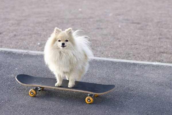 Cute Nice Pomeranian Spitz Dog Standing Riding Skateboard Looking Camera — Stock Photo, Image