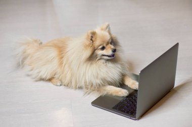 Köpek dizüstü bilgisayara, akıllı Pomeranya Spitz köpeğine ve bir bilgisayara bakıyor. Sevimli komik hayvan monitöre, ekrana, ekrana, çalışmaya, defter kullanarak, izleyerek, internete bakarak, yazarak bakıyor. Teknoloji.