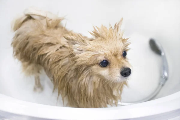Bathing washing a dog, cute fluffy wet Pomeranian Spitz puppy taking a bath, shower in a bathroom. Soap and water. Owner is washing his scared unhappy pet. Clean funny animal, grooming.
