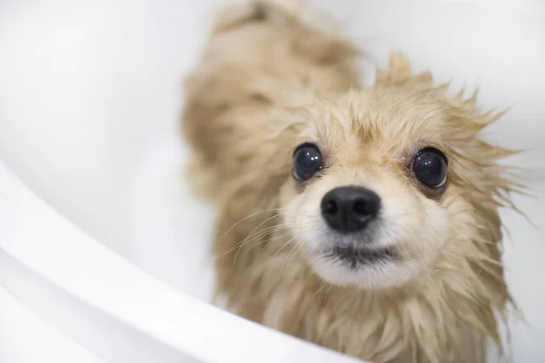 Bathing washing a dog, cute fluffy wet Pomeranian Spitz puppy taking a bath, shower in a bathroom. Soap and water. Owner is washing his scared unhappy pet. Clean funny animal, grooming.