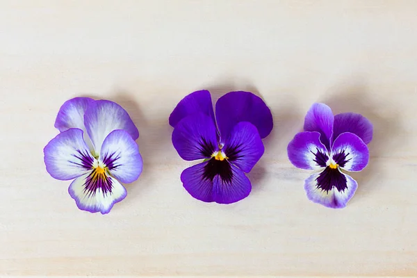 Photo rapprochée de fleurs violettes, violettes colorées sur fond bois clair. Couché plat, vue du dessus — Photo