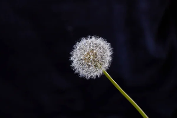 Крупним планом фото квітки білої кульбаби, зів'ялої кульбаби на темно-чорному тлі — стокове фото