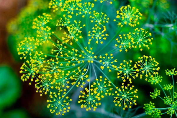 Green Young Dill Inflorescence Garden — Stock Photo, Image