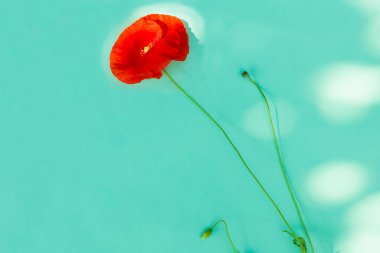 Güzel bir kırmızı gelincik çiçeği, mavi ve yeşil arka planda çiçek açıyor. Kopyalama alanı olan kartpostal