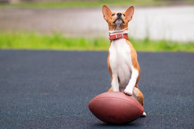 Komik, mutlu, güzel köpek Amerikan futbol topuyla oyun sahasında oynuyor. Basenji soylu köpeği, dışarıda ragbi topu olan sevimli bir köpek yavrusu..