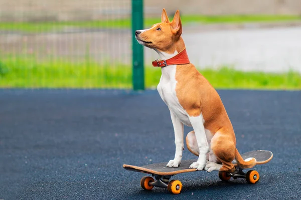 Beau Basenji africain, chien skateur Congo pedigree, joli chiot ludique patinage, équitation sur planche à roulettes. Skateboarder sur skate. — Photo