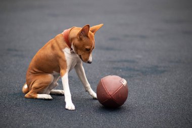 Hüzünlü yalnız Basenji soyu tükenmiş Kongo köpeği Amerikan futbolu ya da rugby topuyla tek başına oturup sahibini bekliyor.. 