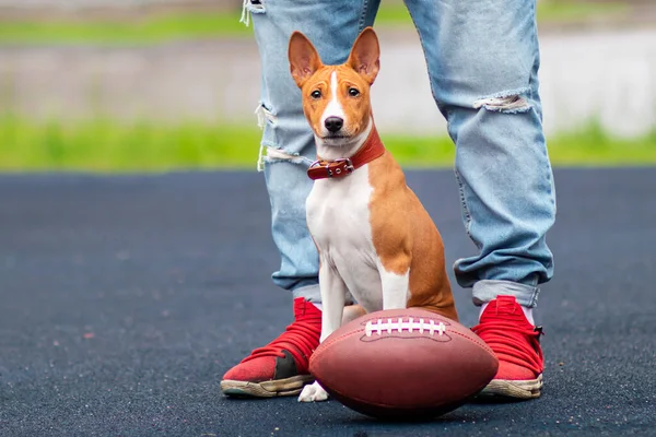 Nohy majitele, nepoznatelný člověk hrající si s veselým psem s americkým fotbalovým míčem na hřišti, hřiště. Basenji rodokmen pes, roztomilé hravé štěně s míčkem pro rugby venku. — Stock fotografie