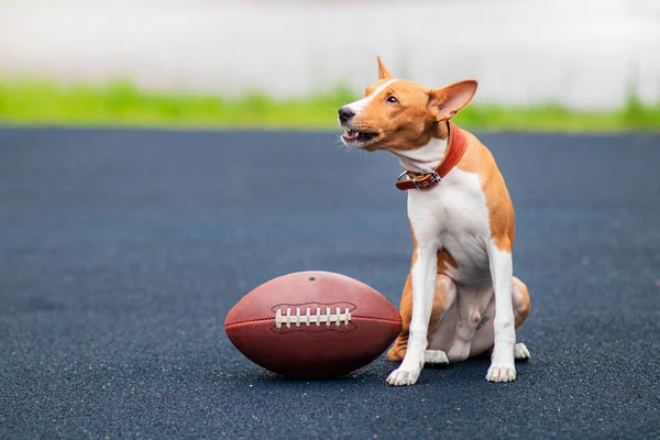 Funny happy beautiful dog is playing with American football ball on the sport ground, playground. Basenji pedigree dog, cute playful puppy with a ball for rugby outdoors.
