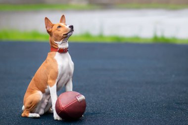 Komik, mutlu, güzel köpek Amerikan futbol topuyla oyun sahasında oynuyor. Basenji soylu köpeği, dışarıda ragbi topu olan sevimli bir köpek yavrusu..