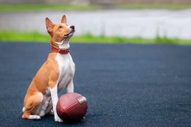 Funny happy beautiful dog is playing with American football ball on the sport ground, playground. Basenji pedigree dog, cute playful puppy with a ball for rugby outdoors. clipart
