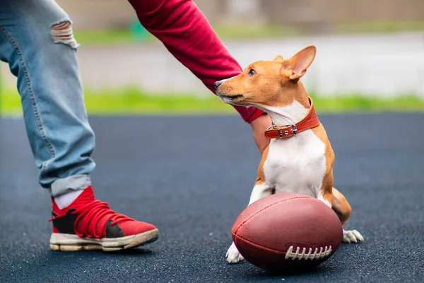 Nepoznatelná osoba hrající si s veselým psem s americkým fotbalovým míčem na sportovním hřišti, hřiště. Basenji rodokmen pes, roztomilé hravé štěně s míčkem pro rugby venku. — Stock fotografie