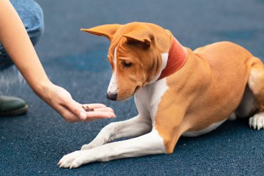 Unrecognizable person, hand of owner is feeding beautiful smart hungry dog. Training of Basenji dog. Cute playful pet, puppy is eating outdoors from palm of human clipart