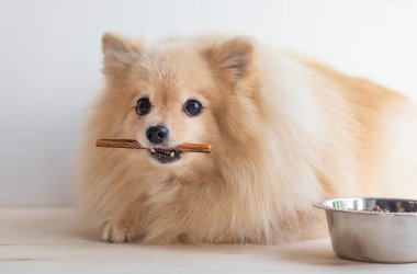 Köpeği beslemek. Şirin, mutlu Pomeranya Spitz köpek yavrusu yemek yiyor, ağzında bir kemik ya da sopa tutuyor. Evcil hayvan ve bir kase kuru yiyecek al.