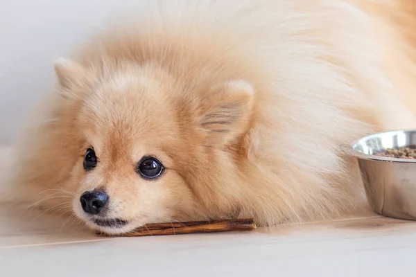 Alimentación del perro. Lindo cachorro triste Pomeranian Spitz está comiendo un hueso de mascar o palo. Tratar para mascotas y tazón de comida seca — Foto de Stock