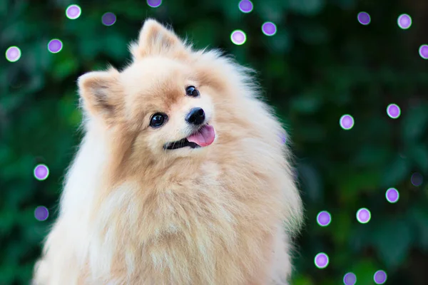 Retrato de perro Pomeranian Spitz lindo feliz, cachorro sonriente en Año Nuevo, fondo de Navidad con luces. — Foto de Stock