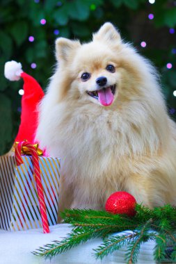Şirin köpek yavrusunun dikey fotoğrafı, mutlu pozitif Pomeranya Spitz köpeği Noel hediyeleri, hediyeler, balolar ve süslemeler. Yeni yılınız kutlu olsun.
