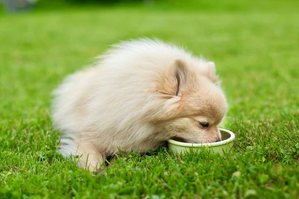 Pequeno cão bonito Pomeranian Spitz está comendo de uma tigela um alimento seco na grama ao ar livre. Alimentação de cachorro comida saudável. — Fotografia de Stock