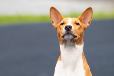 Güzel bir Afrika Basenji Kongo teriyer köpeğinin portresi. Afrika 'da av köpeği yetiştiriliyor.