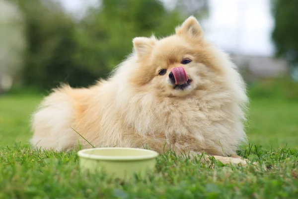 Маленький Померанський сипучий пес лежить на траві, облизуючи губи язиком після смачної їжі, суха їжа з миски. — стокове фото