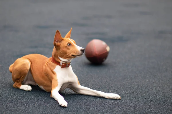 Vtipný šťastný krásný pes hraje s americkým fotbalovým míčem na sportovním hřišti, na hřišti. Basenji rodokmen pes, roztomilé hravé štěně s míčkem pro rugby venku. — Stock fotografie